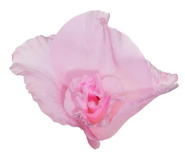 Single light pink gladiolus flower isolated on white — Stock Photo, Image