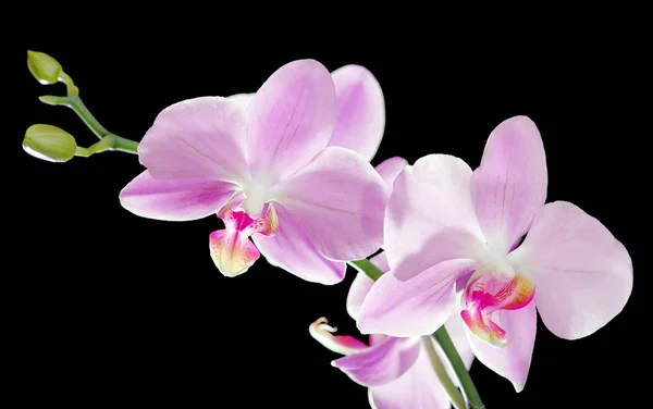 Lichte roze orchideeën op zwart — Stockfoto