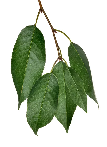 Five cherry tree green leaves on white — Stock Photo, Image