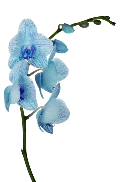 Blaue Orchideen blühen auf weiß — Stockfoto