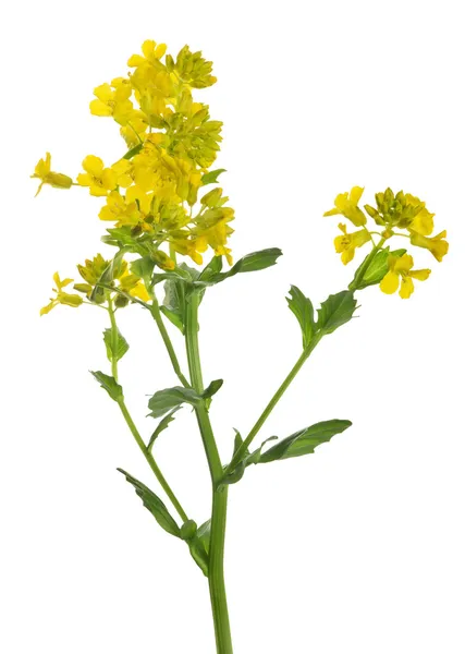 Fleurs de moutarde sauvage jaune sur blanc — Photo