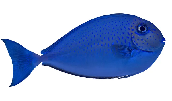 Piccolo pesce maculato blu — Foto Stock