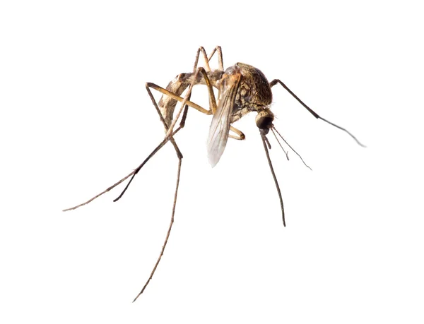 Small brown mosquito isolated on white — Stock Photo, Image