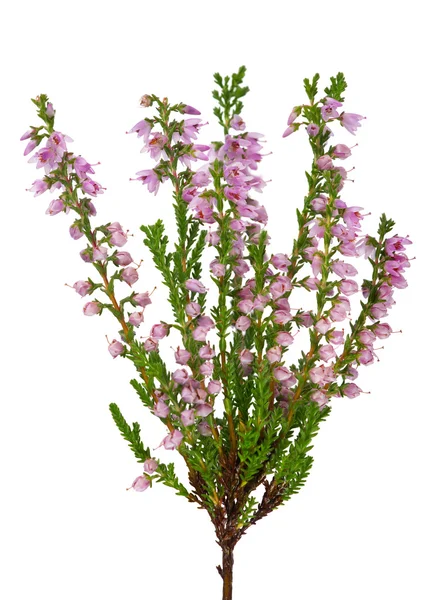 Pink blossoming heather branch on white — Stock Photo, Image