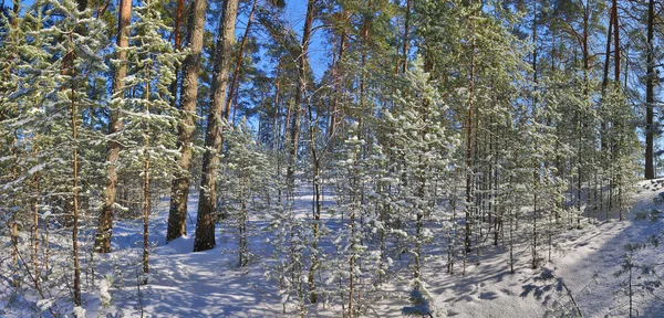 Kar çam ormanı panorama — Stok fotoğraf