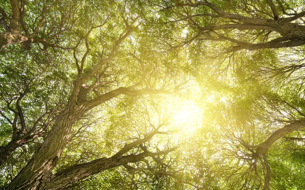 Солнечный свет сквозь древесную листву — стоковое фото