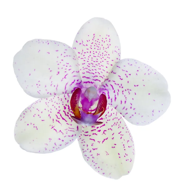 Light color orchid flower in pink spots — Stock Photo, Image