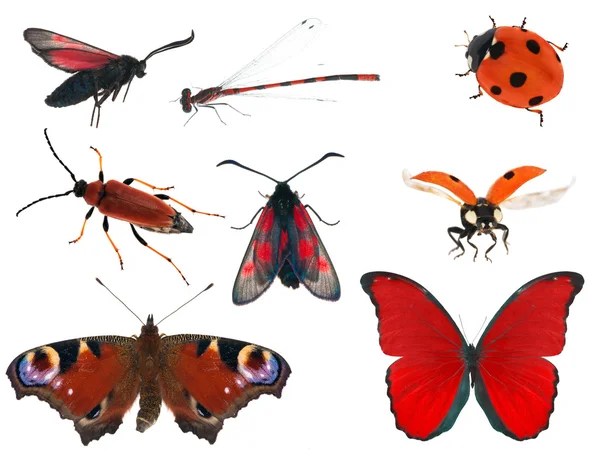 Collection d'insectes de couleur rouge isolé sur blanc — Photo