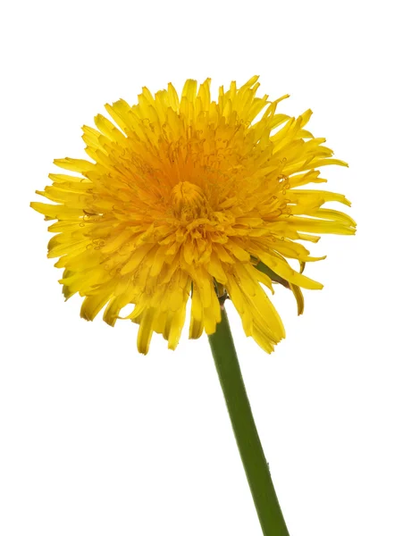 Изолированный яркий одиночный цветок одуванчика — стоковое фото