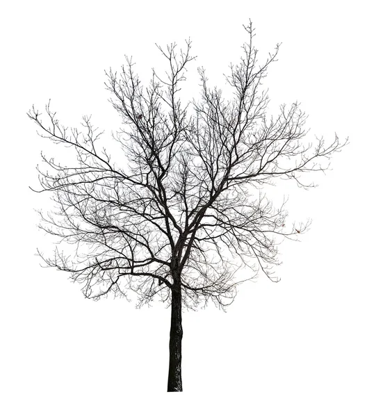 고립 된 벌 거 벗은 떡갈나무 — 스톡 사진