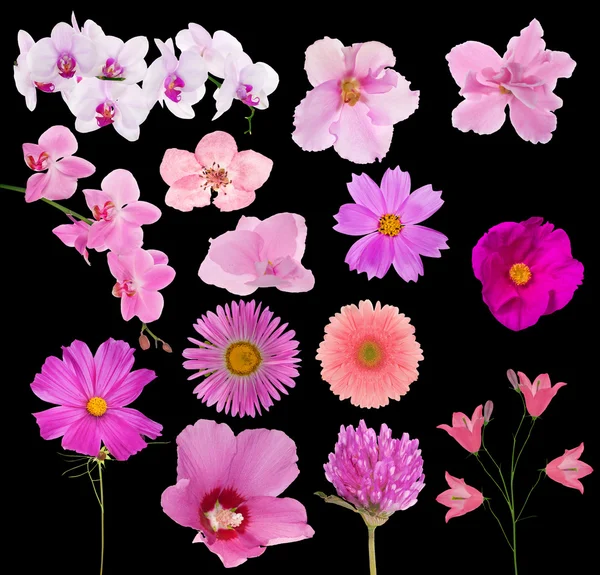 Set of fourteen pink color flowers on black — Stock Photo, Image