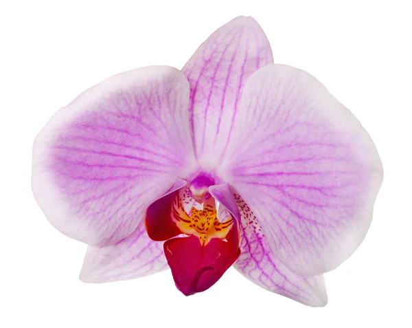Enda ljus rosa orkidé blomma med remsor — Stockfoto