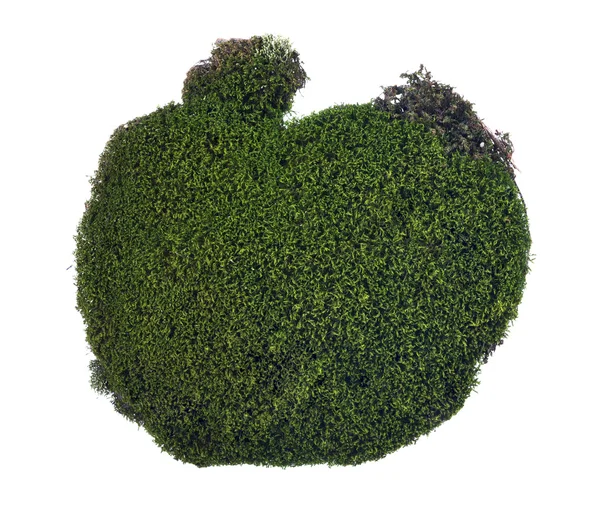 Isolated dark green moss — Stock Photo, Image