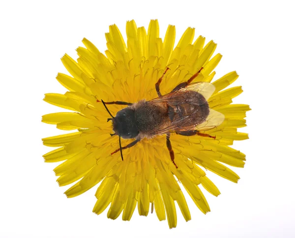 Bee op grote gele paardebloem — Stockfoto