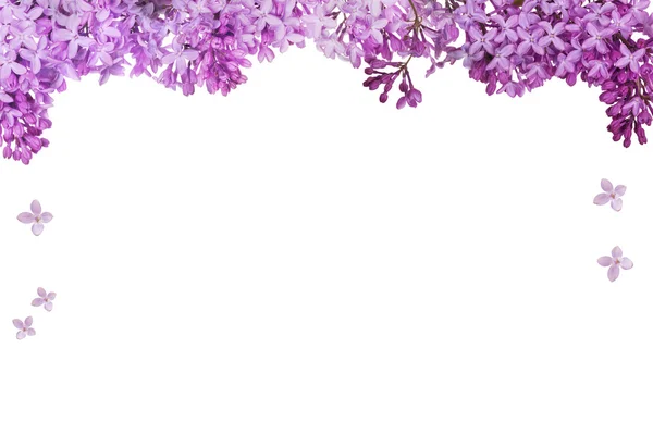 Exuberante lilás flor meia moldura no branco — Fotografia de Stock