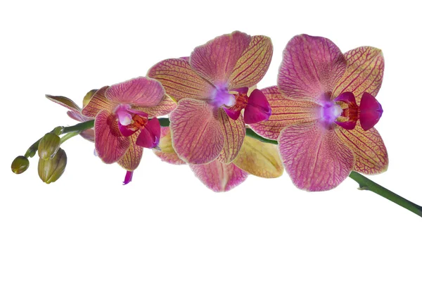 Rosa und orange Orchideenblütenzweig auf weiß — Stockfoto