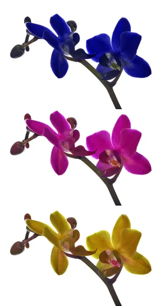 3 つの orhids の枝を設定します。 — ストック写真
