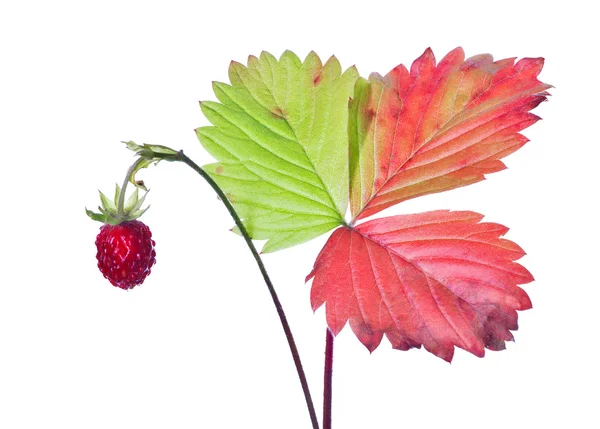 Fragola selvatica con foglie lucenti su bianco — Foto Stock