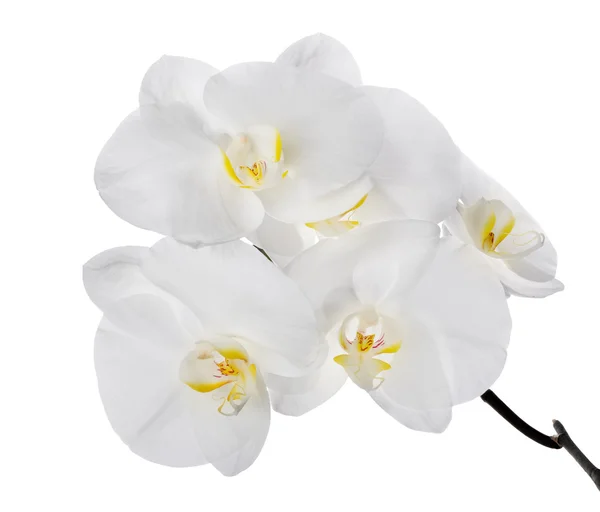 Duży biały na białym tle storczyków kwiaty na oddział — Zdjęcie stockowe
