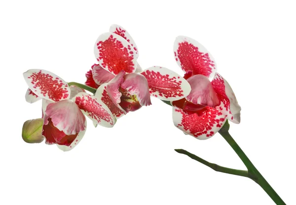 Tre fiori di orchidea di petali con grandi macchie rosse — Foto Stock