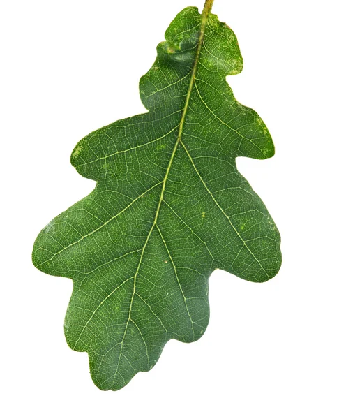 Green oak leaf — Stock Photo, Image