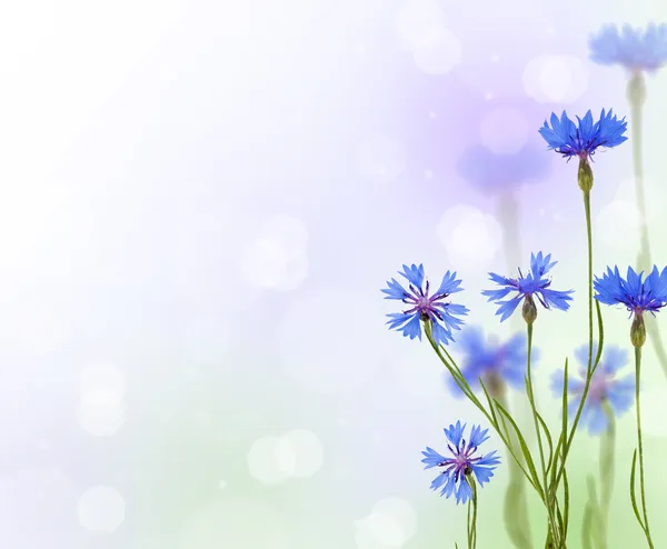 Blue chicory flowers background — Stock Photo, Image