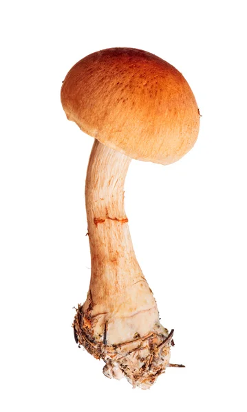 Cortinarius vermelho-atado isolado no branco — Fotografia de Stock