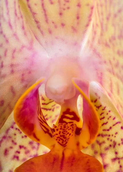 Centro amarelo e rosa da orquídea — Fotografia de Stock