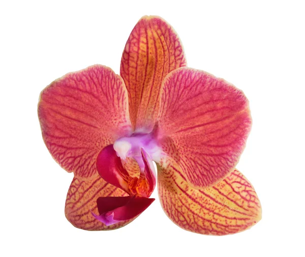 Singolo fiore di orchidea arancione e rosa — Foto Stock