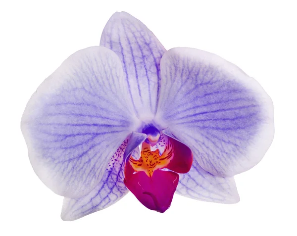 Única flor de orquídea azul claro com tiras — Fotografia de Stock