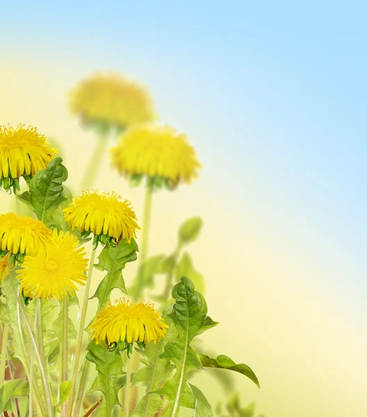Composition with yellow bright dandelion flowers — Stock Photo, Image