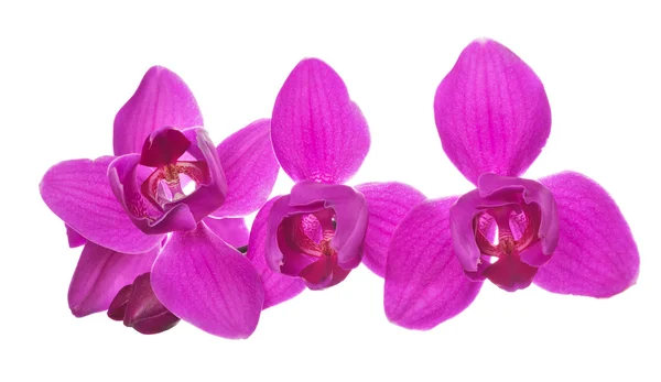 Nagy három szirmok rózsaszínű orchideák, fehér — Stock Fotó
