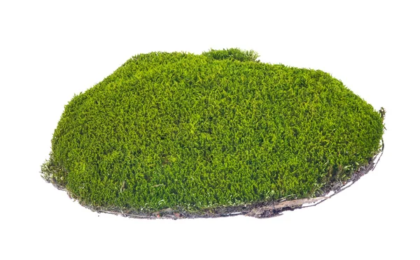 Isolated green moss with brown soil — Stock Photo, Image