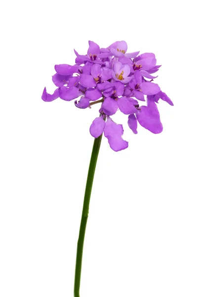 Izolované hesperis Lila květy — Stock fotografie