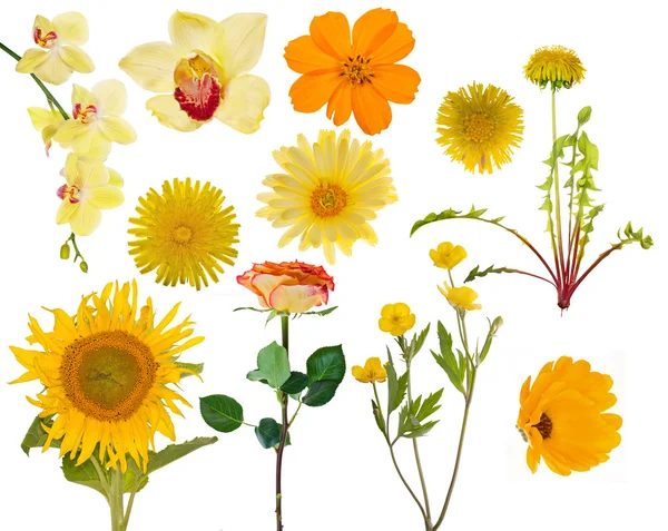 Jogo de onze flores amarelas em branco — Fotografia de Stock