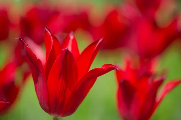 Flor de tulipa vermelha no fundo brilhante — Fotografia de Stock