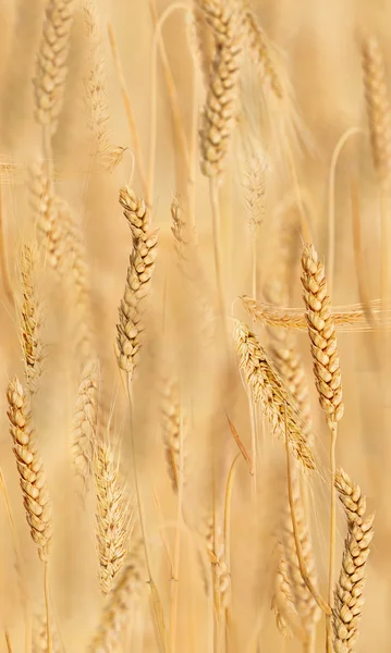 Bakgrund från golden vete — Stockfoto