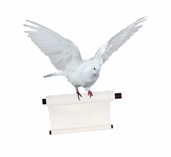 Flying dove with scroll — Stock Photo, Image