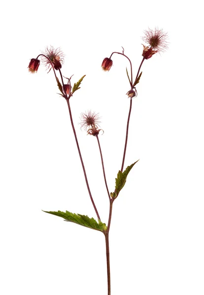 Flor silvestre escura macia isolada em branco — Fotografia de Stock