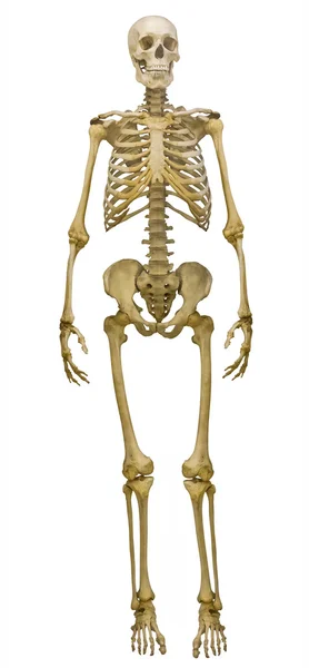 Heltäckande ansiktsskydd mänskliga skelettet på vit — Stockfoto