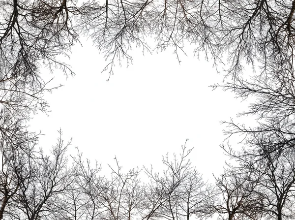 Frame from bare trees isolated on white — Stock Photo, Image