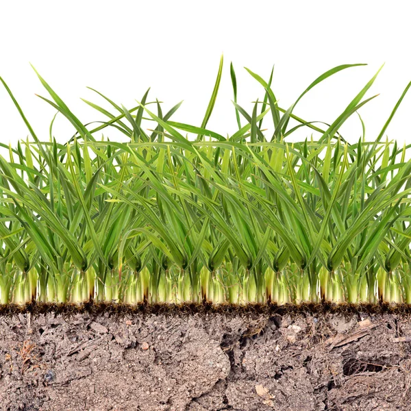 Hierba verde en el suelo — Foto de Stock