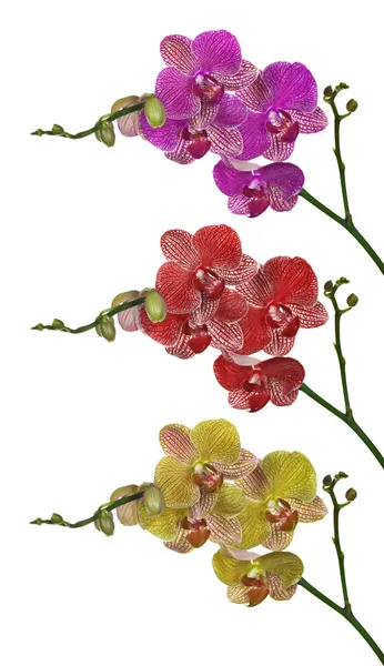 Three color orchid flowers brances isolated on white — Stock Photo, Image