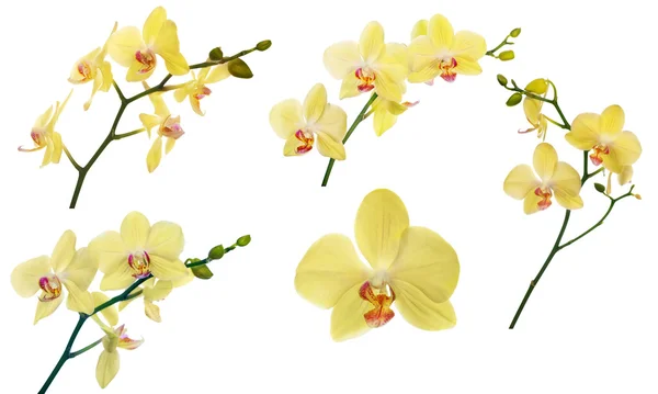 Uppsättning av citron gul orkidé blommiga grenar — Stockfoto