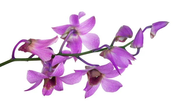 Rosa Orchideenblüten mit violetten Zentren — Stockfoto