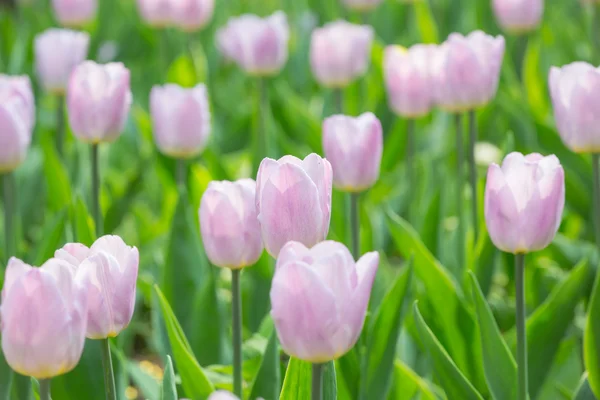 Light pink tulips in green grass — Stock Photo, Image