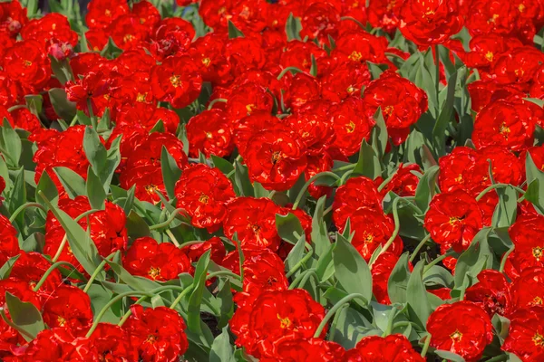 Vermelho brilhante tulipas fundo — Fotografia de Stock