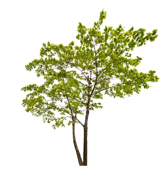 Green maple tree — Stock Photo, Image