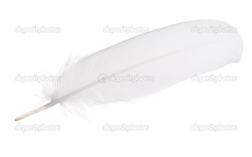 White isolated straight feather