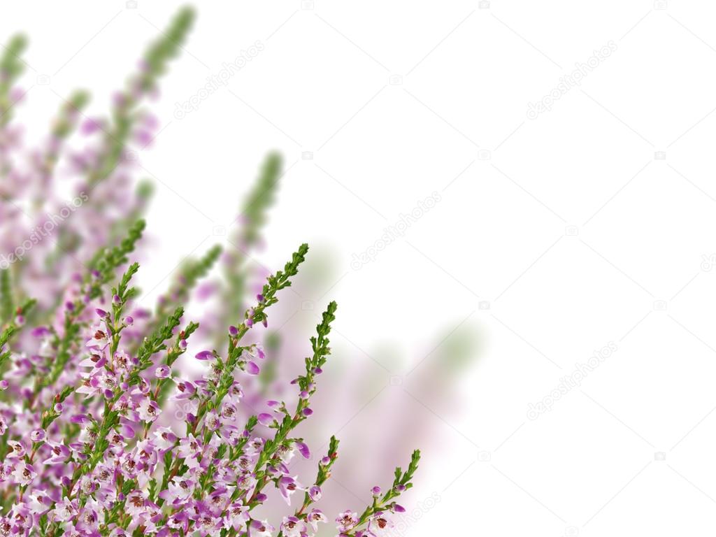 group of heather with purple flowers on white